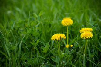 Healthy dandelions in green grass