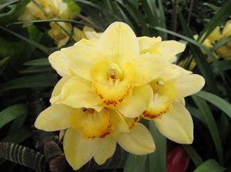 Pale yellow orchid