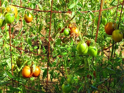 tomato plant growing in cage with green, yellow, and red tomatoes