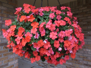 hanging basket cover with peach impatience