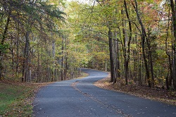 Road through forest