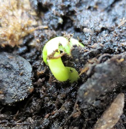 tiny seedling poking through the soil