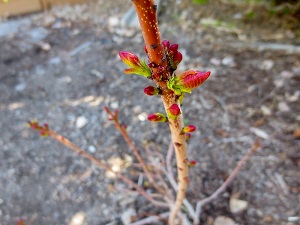 Golden smokebush budding