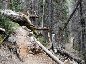 Trail in the Colorado mountains