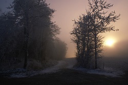 road through pine woods at sunset