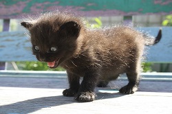 Tiny kitten wide eyed and yowling comically