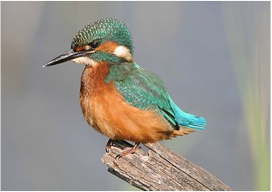 Kingfisher looking alert