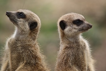 Meercats looking in both directions