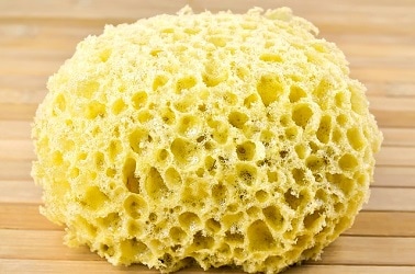 sea sponge sitting on a table