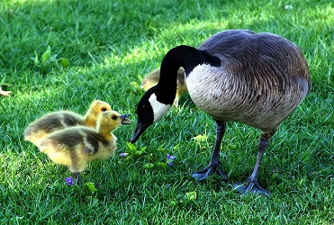Goose and goslings looking at each other