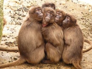Group of baboons huddled together