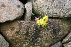 Flower growing out of rocks