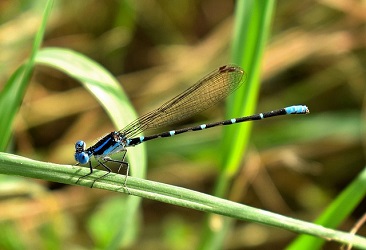 slender dragonfly