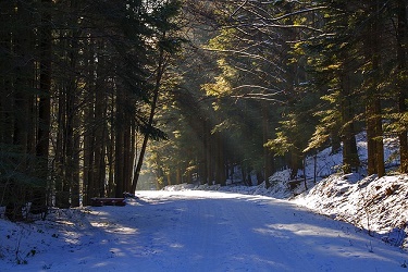 snowy pathway through pine trees
